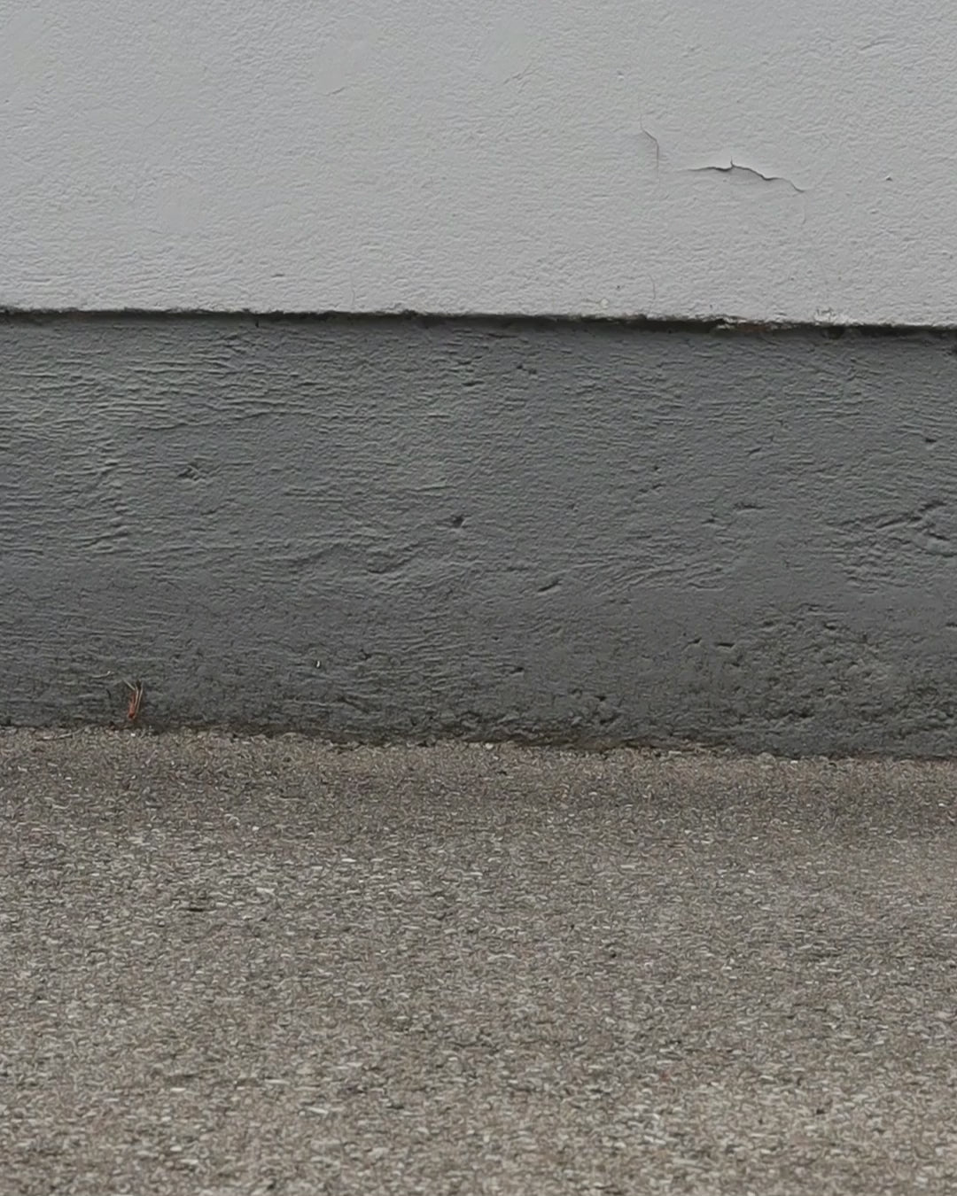 Classic Crew Socks - White